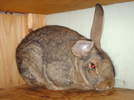 Lapine G�ant des Flandres